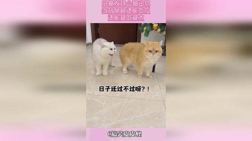 熊猫吃短信 