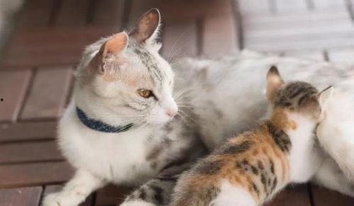 熊猫吃短信 