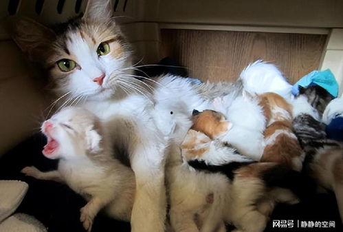 熊猫吃短信 