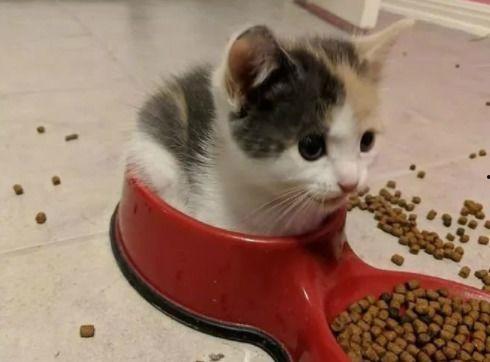 黑料吃瓜网apk普通安装 