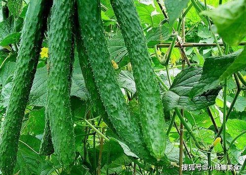 吃不到我呀 