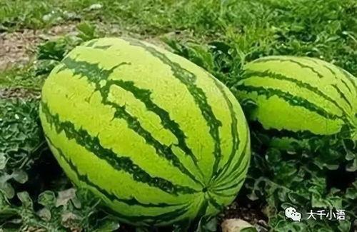 山野日记 